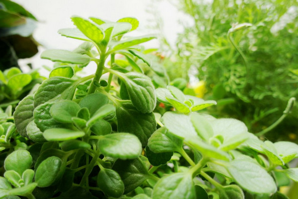 碰碰香枝干沒(méi)有葉子了