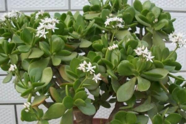 燕子掌的花有毒么，汁液帶有一定的毒性