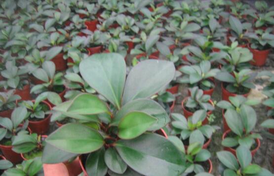 紫邊碧玉怎么養(yǎng)，七個基本方法教你養(yǎng)殖好