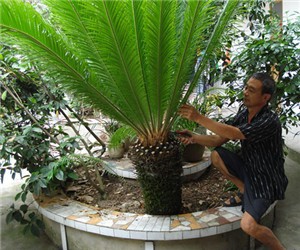 鐵樹怎樣整形修剪，鐵樹的修剪方法介紹