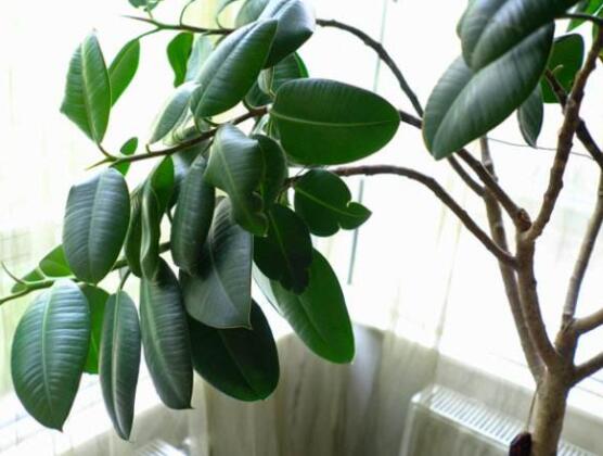 橡皮樹多高怎么去頭，擇理想的高度（生長出芽點(diǎn)）