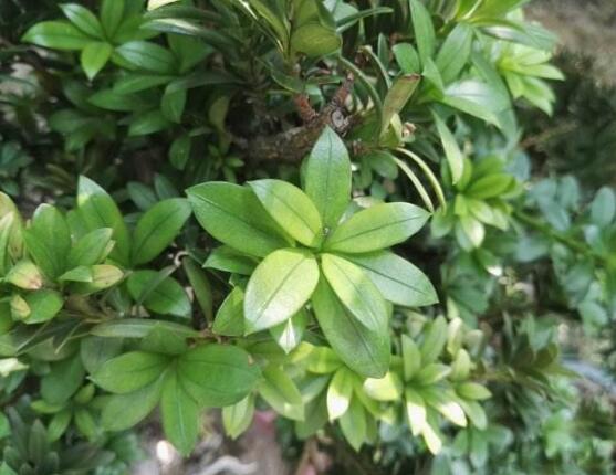 羅漢松品種，盤點羅漢松最珍貴的五大品種