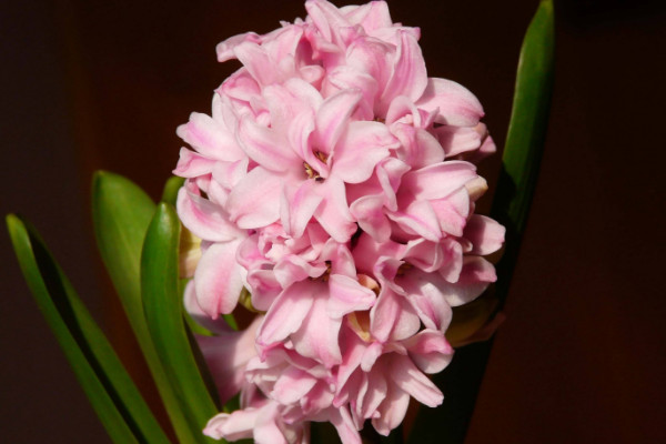 風(fēng)信子花謝了怎么處理，在沙土中保存種球