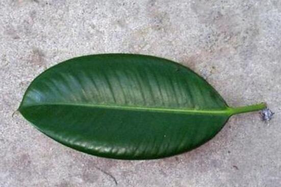 橡皮樹扦插，教你六大基本步驟快速生根發(fā)芽(30天)