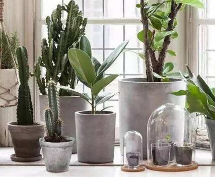 仙人掌的養(yǎng)殖方法和注意事項(xiàng)，小白都能學(xué)會(huì)的種植方法和技巧