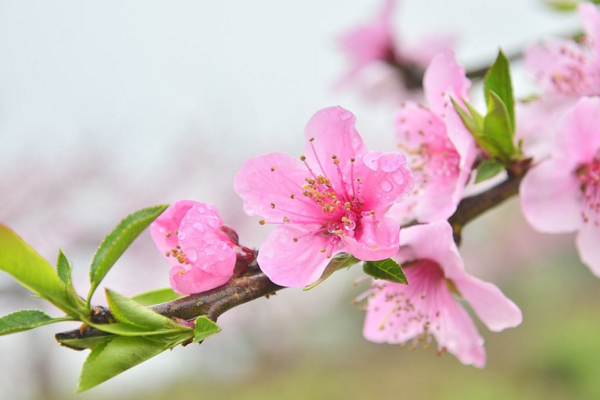 桃花好養(yǎng)嗎