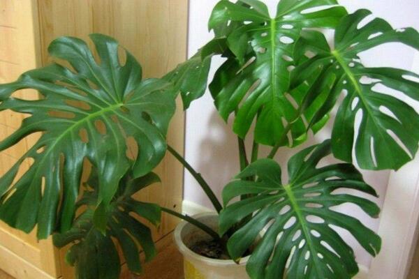 龜背竹氣根水培會發(fā)芽嗎，氣根植入水中可促進植株的生長