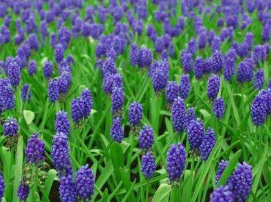 風信子夏季怎么處理，養(yǎng)護球莖/置于陰涼通風位置