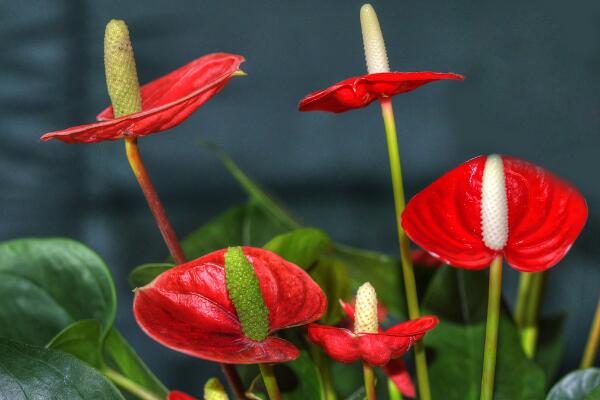 紅掌的寓意是什么，大展宏圖、火熱與希望