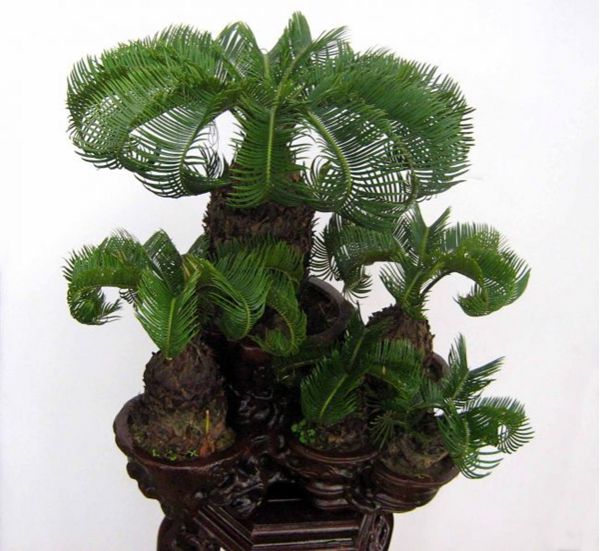 鐵樹怎樣整形修剪，鐵樹的修剪方法介紹