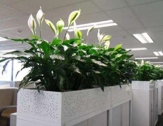 一帆風(fēng)順多久澆一次水，做到不干不澆、澆則澆透原則