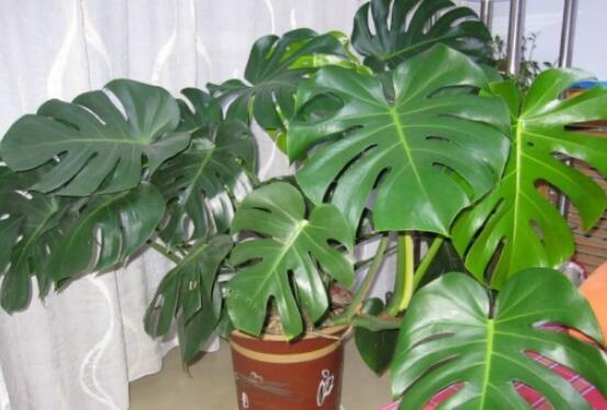 龜背竹滴水是怎么回事，只是一種正常的吐水現(xiàn)象(水分充足)