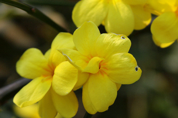 迎春哪個(gè)品種開(kāi)花時(shí)間長(zhǎng)