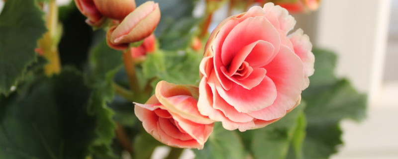 長(zhǎng)壽花葉子發(fā)白是什么原因