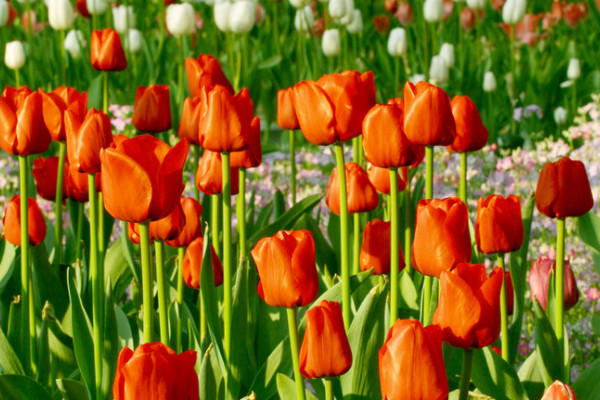 郁金香會不會復(fù)花