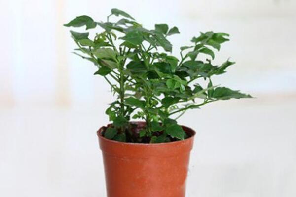 平安樹葉子干枯怎么辦，四種原因以及解決辦法