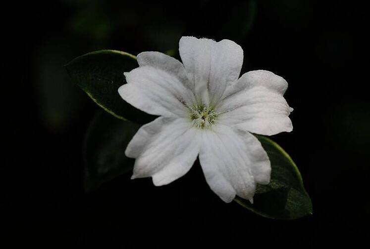 盆景六月雪的養(yǎng)護知識，土壤和環(huán)境都要適宜它的生長