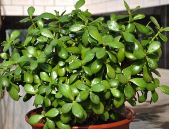 玉樹可以放在室內(nèi)嗎，小心碰觸導(dǎo)致瘙癢、腫痛(有毒)