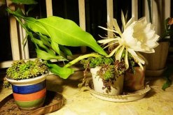 家庭養(yǎng)曇花的禁忌，擺放禁忌與風(fēng)水禁忌