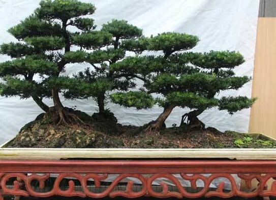 羅漢松能種大門兩邊嗎，可以/趨吉避兇、辟邪化煞