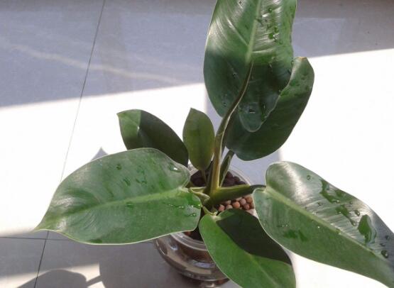 橡皮樹有毒嗎，橡皮樹能放在臥室嗎