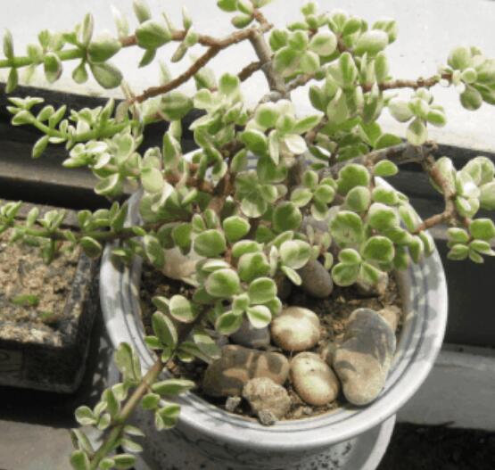 雅樂之舞怎么扦插，春季最佳/剪取生長健壯枝條