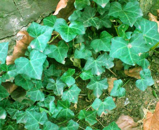 家庭養(yǎng)常春藤常見問題大全，做好六點(diǎn)基本要點(diǎn)即可(生長翠綠)