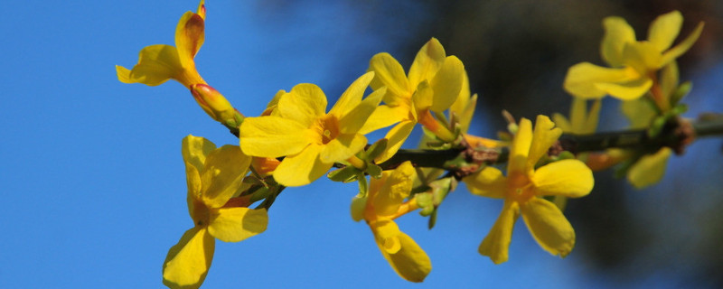 迎春花休眠了還綠嗎