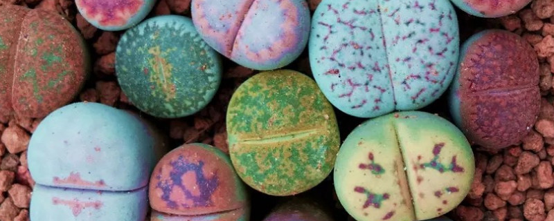 生石花開(kāi)花可以澆水嗎