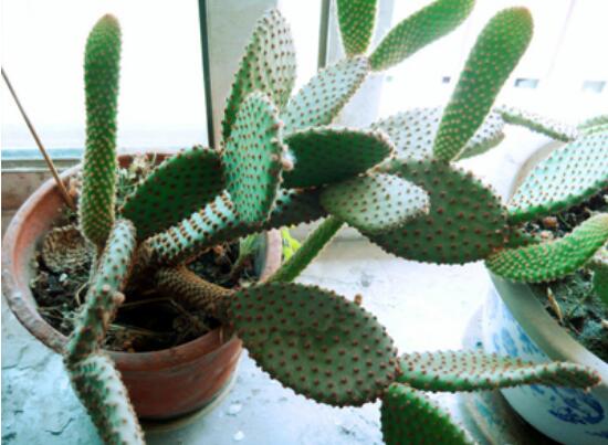 仙人掌怎么移植，用土覆蓋全根系、壓實(shí)土壤固定