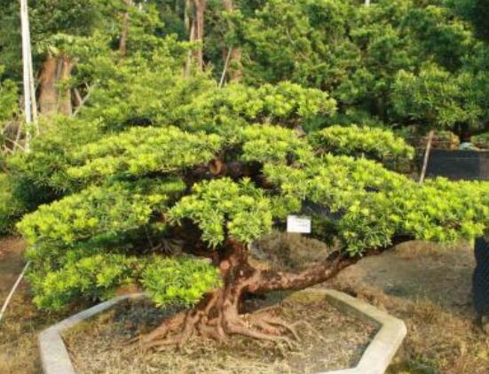 羅漢松盆景怎么養(yǎng)，老農(nóng)總結(jié)八大養(yǎng)殖方法