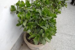 燕子掌根腐爛怎么處理，先找到原因再進(jìn)行處理