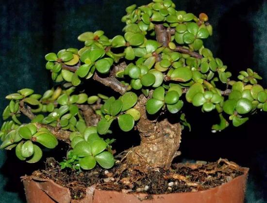 盆栽玉樹怎么養(yǎng)護(hù)，老農(nóng)總結(jié)七大養(yǎng)護(hù)方法