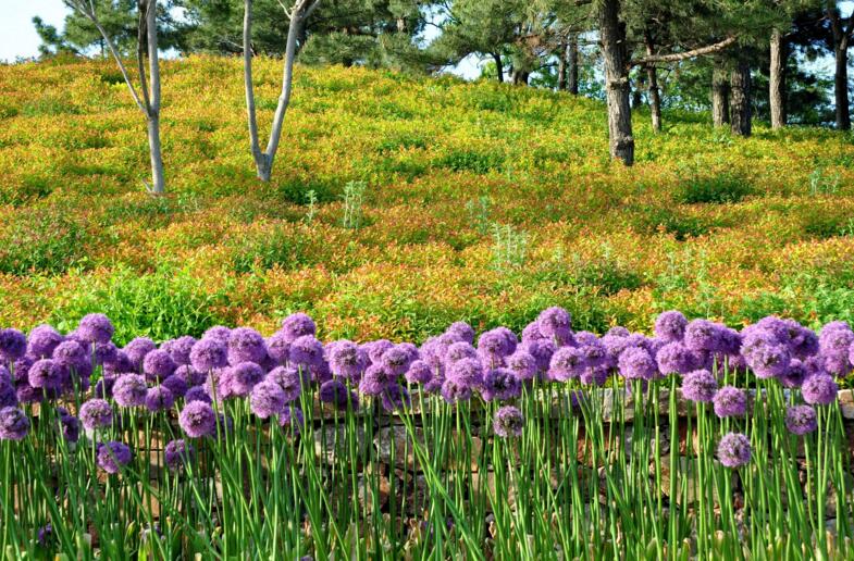 風(fēng)信子土培的養(yǎng)殖方法，要從土壤等5個方面注意