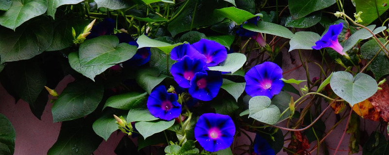 牽牛花種子發(fā)芽到開花要多久