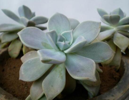 寶石花應該怎么養(yǎng)，只要全面掌握五個要點生長無憂