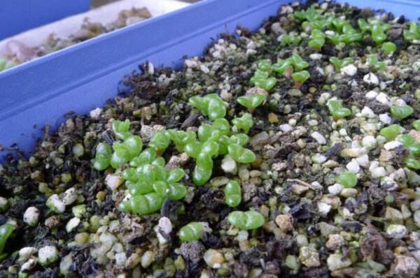 碧光環(huán)種子怎么種，分享碧光環(huán)的播種經(jīng)驗(yàn)