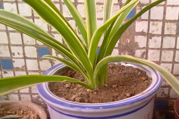 虎皮蘭冬天可以放室外嗎