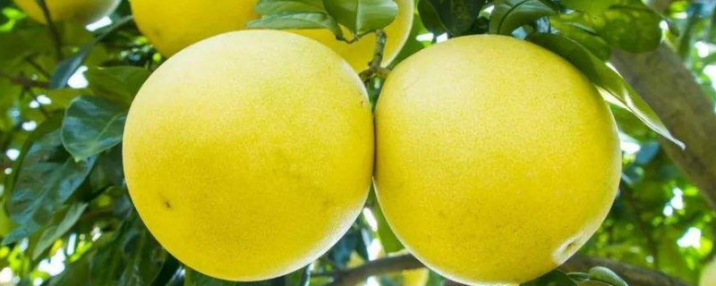柚子樹幾年開花結(jié)果