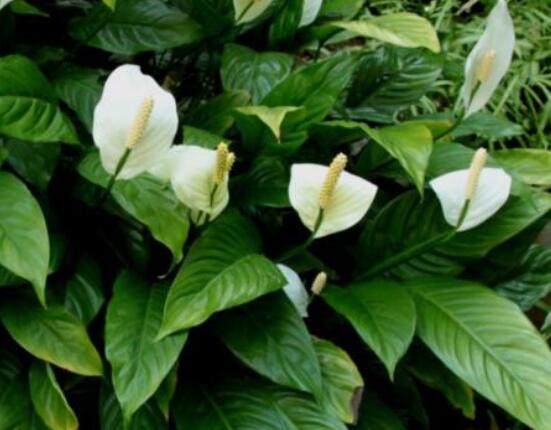 一帆風(fēng)順?biāo)B(yǎng)還是土養(yǎng)，土養(yǎng)最為合適(水養(yǎng)易爛根)