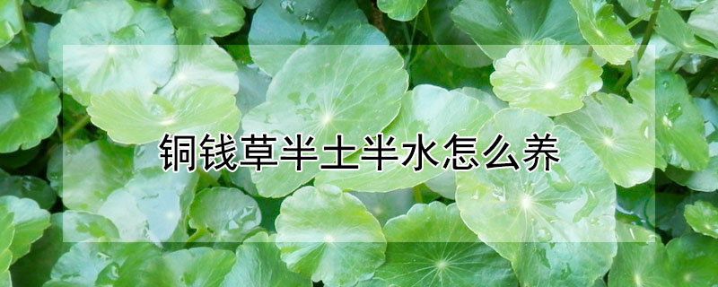 銅錢草半土半水怎么養(yǎng)