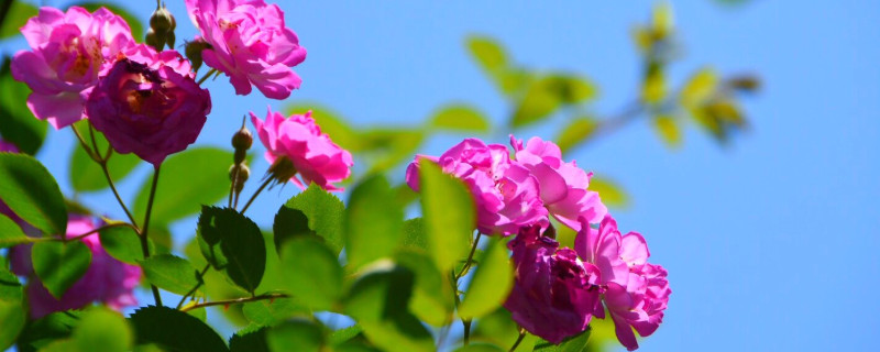 薔薇花怎么養(yǎng)護(hù)