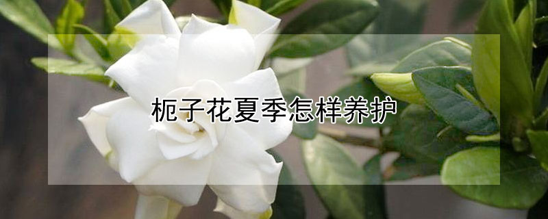 枙子花夏季怎樣養(yǎng)護(hù)