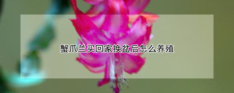 蟹爪蘭買回家換盆后怎么養(yǎng)殖