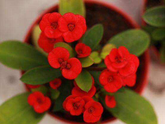 虎刺梅黃葉怎么辦，多半是施肥和修剪不當引起的