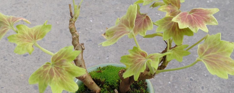 天竺葵葉子越養(yǎng)越小怎么回事