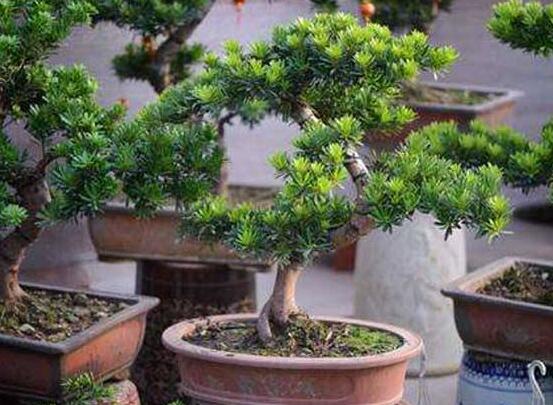 羅漢松修剪方法圖解，只需要三點(diǎn)步驟造型美觀茂盛