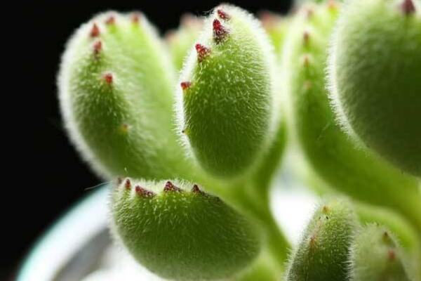 熊童子怎么施肥，熊童子的施肥方法