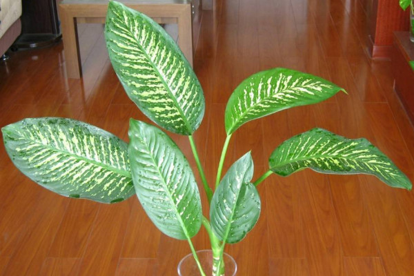 斑馬葉萬(wàn)年青養(yǎng)殖方法