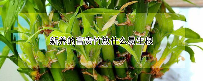 新養(yǎng)的富貴竹放什么易生根